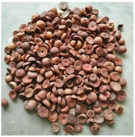 Desi Betal Nut Tree live plant