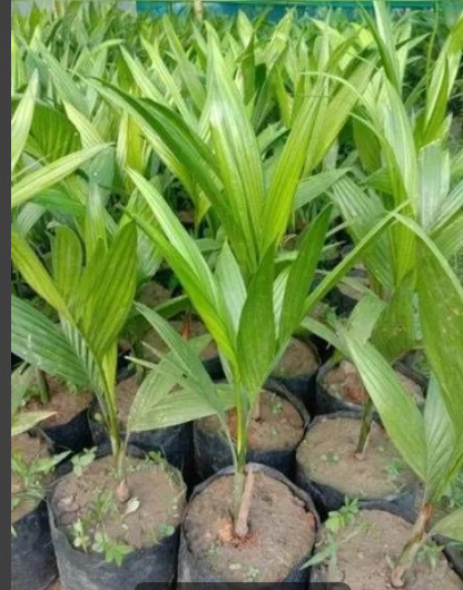 Inter C Mangala Betel Nut Tree Live plant.