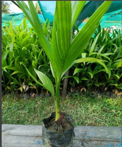 Mohit Nagar Betel Nut Tree Live Plant