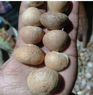 Mohit Nagar Betel Nut Tree Live Plant