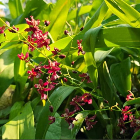 Oncidium Jairak Fragrance Orchid Live Plant.