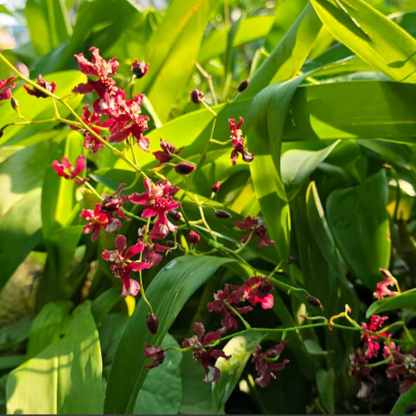 Oncidium Jairak Fragrance Orchid Live Plant.