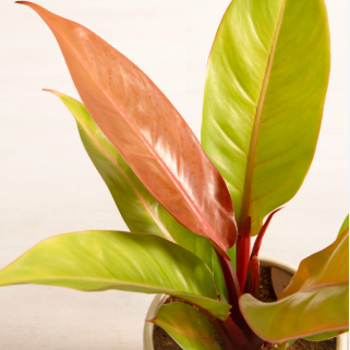 Philodendron ‘Prince of Orange’ Indoor / Outdoor Live Plant