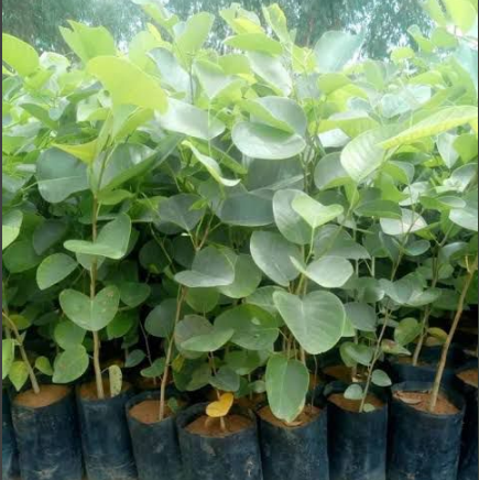 Red Sandalwood (Rakta Chandan) Plant