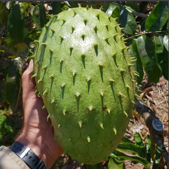 Giant Soursop (Less Seeds) Fruit Live Plant