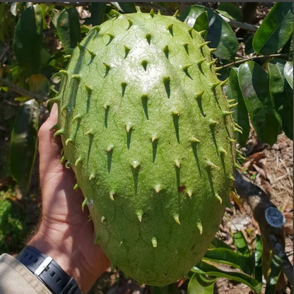 Giant Soursop (Less Seeds) Fruit Live Plant