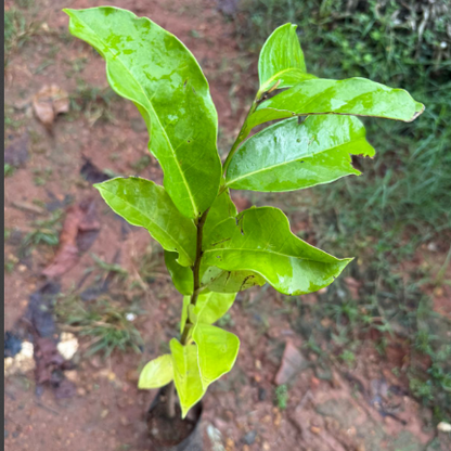 Giant Soursop (Less Seeds) Fruit Live Plant