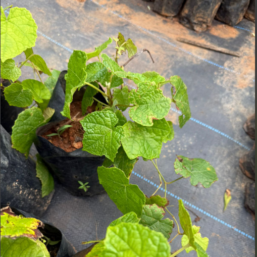 Cambodian Grapes Fruit Live Plant