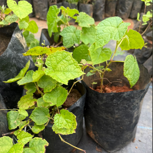 Cambodian Grapes Fruit Live Plant