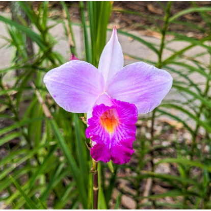 Bamboo Pink Orchid Live Plant