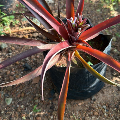 Ornamental Red Leaf Pineapple Plant