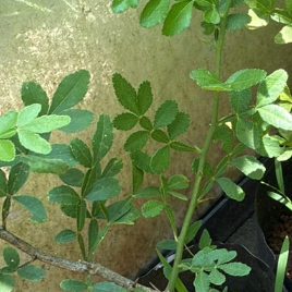 9 leaves  Maha Vilvam/ Bilva (Aegle marmelos) Live Plant