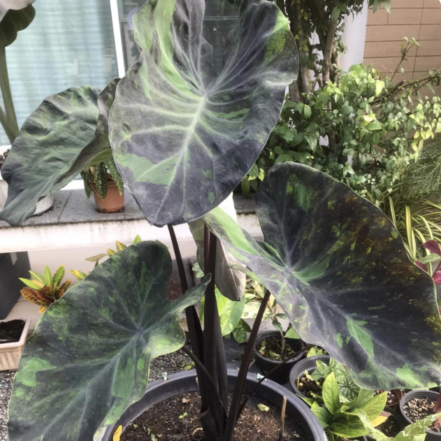 Colocasia ‘Midnight Esculenta’ – Rare Black Live plant
