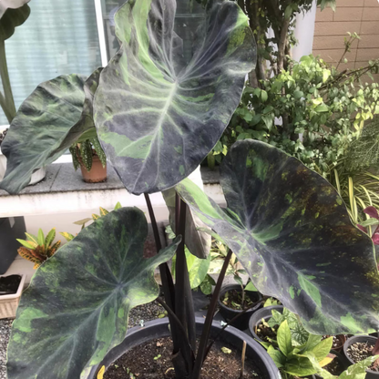 Colocasia ‘Midnight Esculenta’ – Rare Black Live plant