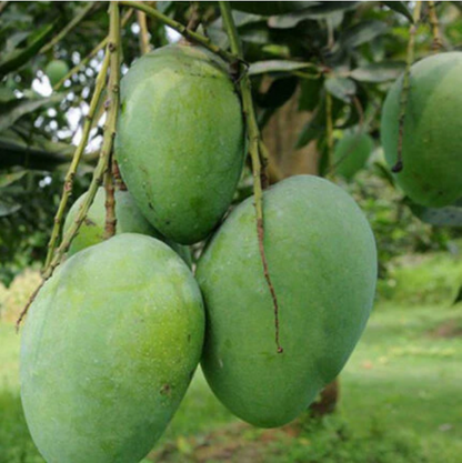 Neelam  Mango Bonsai Tree  Live Plant