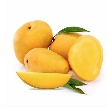 Banganapalli (Benishan) Mango Bonsai Tree  Live Plant