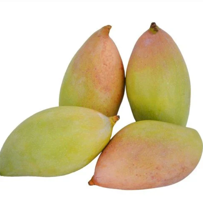 Kilichundan Mango  Mango Bonsai Tree  Live Plant