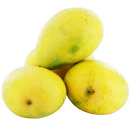 Malgova  Mango Bonsai Tree  Live Plant