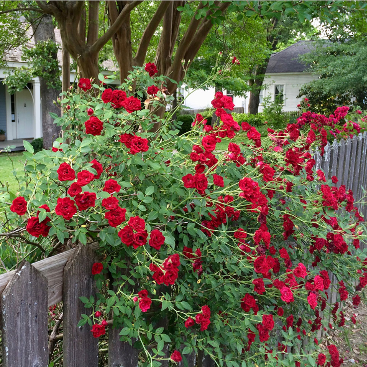 Red Creeper/Climber Rose Live Plant