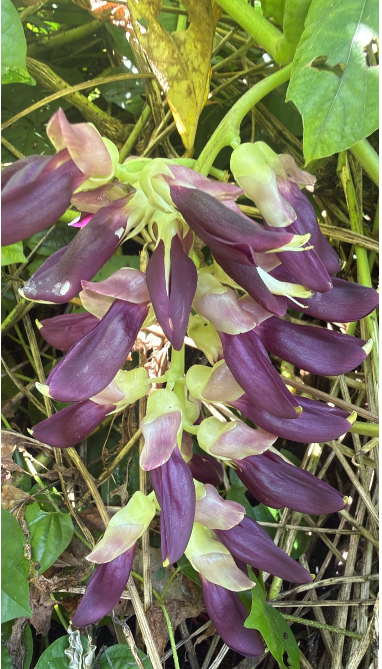 Purple Jade Vine  Rare Flowering (Mucuna Pruriens) Layered Live Plant