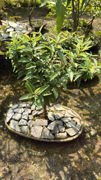 Guava Tree Bonsai Indoor Live Plant