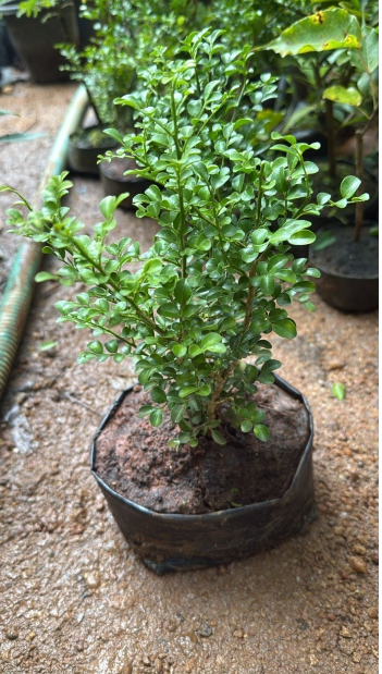 Dwarf kamini /Muraya  Bonsai Tree  Live Plant