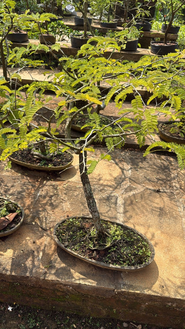 Tamarind Tree Bonsai (Tamarindus Indica) Indoor Live Plant