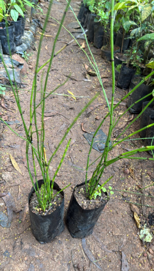 Equisetum Horsetail Live Plant