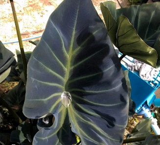 Colocasia Kopeka – Rare Exotic Elephant Ear Plant