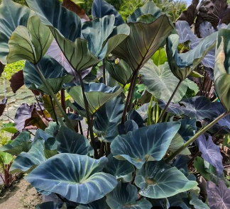 Colocasia Kopeka – Rare Exotic Elephant Ear Plant