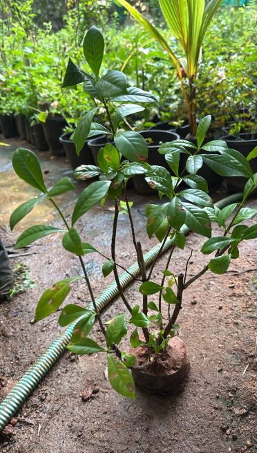 Gandhraj (Paarijatham) Single Petal Bonsai Live Plant