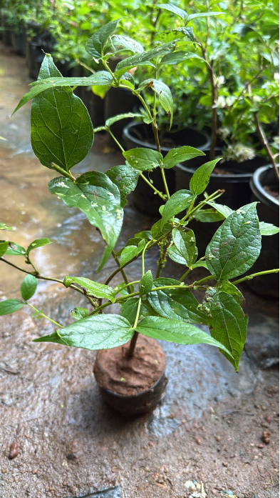 Harsringar (Pavizhamalli) Bonsai Live Plant