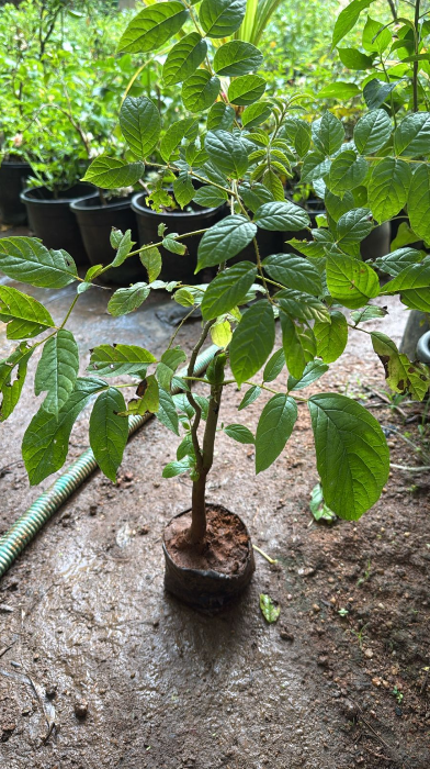 Spathodea Campanulata Yellow (African tulip tree) bonsai Live Plant
