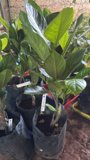 Chembarathi Varikka / Chandra Halasu Jack Fruit Live Plant
