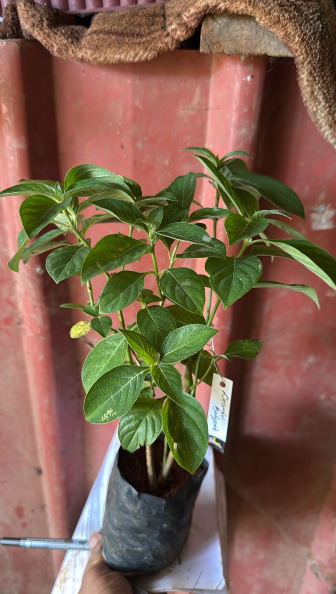 December Flower Baby Pink (Barleria cristata) All Time Flowering Live Plant