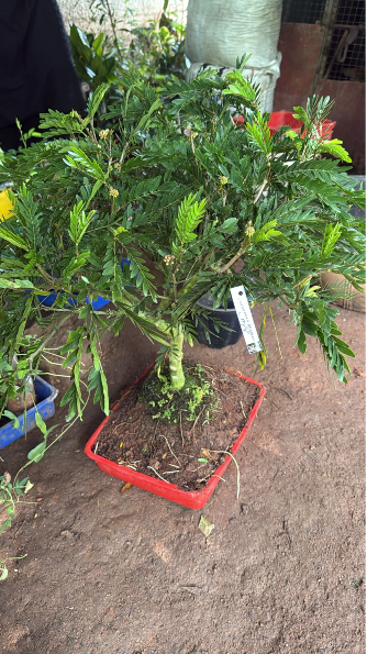 Calliandra / Powderpuff  Bonsai Tree  Live Plant