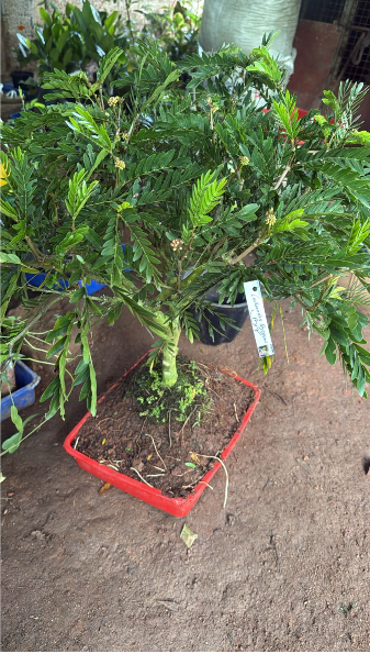 Calliandra / Powderpuff  Bonsai Tree  Live Plant