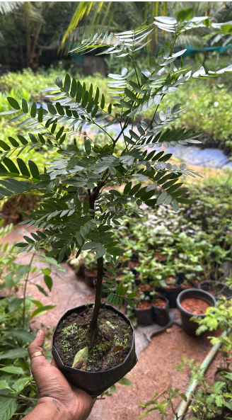 Calliandra / Powderpuff  Bonsai Tree  Live Plant