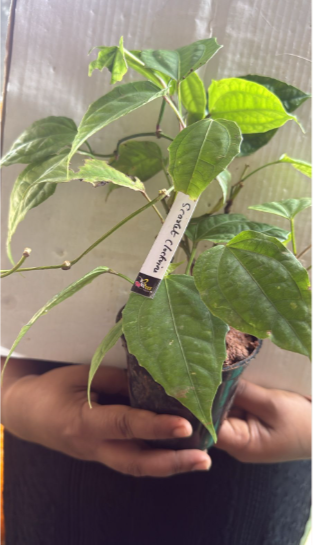 Scarlet Clock Vine (Thunbergia cocinea) Rare All Time Flowering Live Plant