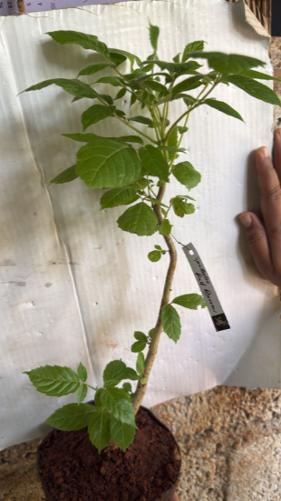 Spathodea Campanulata Red (African tulip tree) bonsai Live Plant
