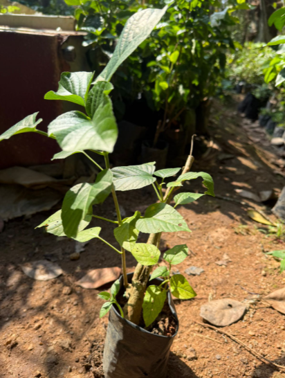 Krishnakireedam (Clerodendrum paniculatum) Flowering Live Plant