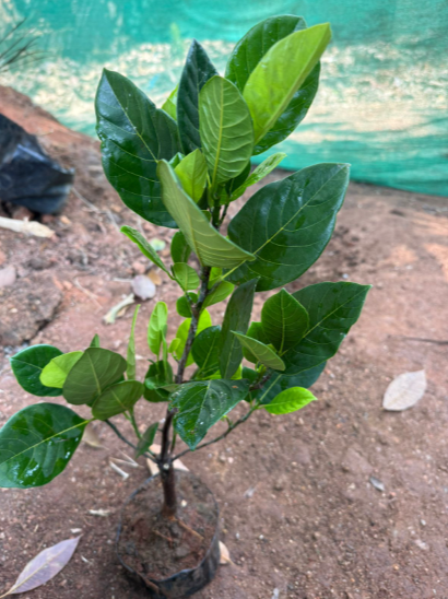 Jackfruit Tree Bonsai Live Plant