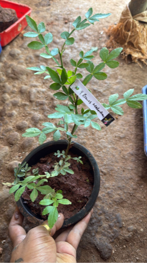 9 leaves  Maha Vilvam/ Bilva (Aegle marmelos) Live Plant