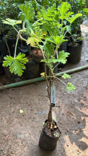 Odomos - Citronella (Pelargoniums) Live Plant