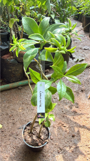 Lemon Vine Live Fruit Plant (Pereskia Aculeata)