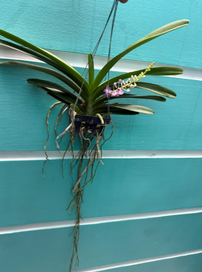 Pink Foxtail Orchid – Highly Fragrant Premium Orchid Plant