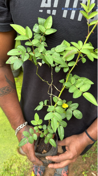 Fragrant Angela Climbing Rose Live Plant