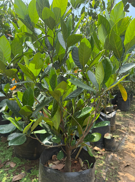 Jackfruit Tree Bonsai Live Plant