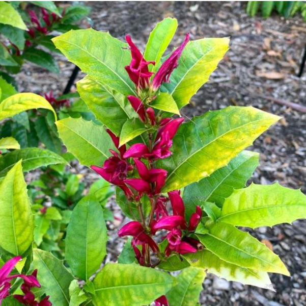 Holy Fuchsia Live Plant – Rare Exotic Flowering Plant