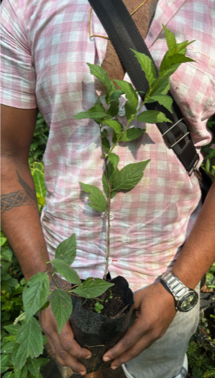 Cherry Blossom (Prunus serrulata) Rare Live Plant